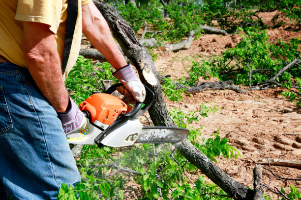 Best Stump Grinding Near Me  in Benld, IL